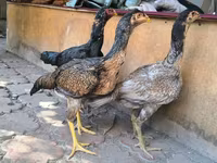 Australian Game — foto 6