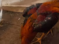 Chickens — zdjęcie 3