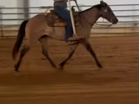 Kısrak, Quarter Horse — foto 3
