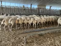 Ram, Charollais sheep — photo 4