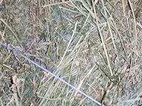Продам сено — फ़ोटो 1