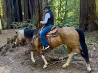 雌馬, Quarter Horse — 写真 5