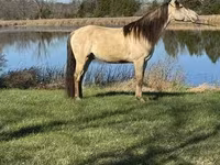 Horse (M), Rocky Mountain Horse — photo 7