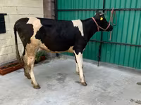 Vache, Race Holstein — photo 2