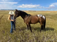 雄馬, Horses of Sable Island — 写真 5