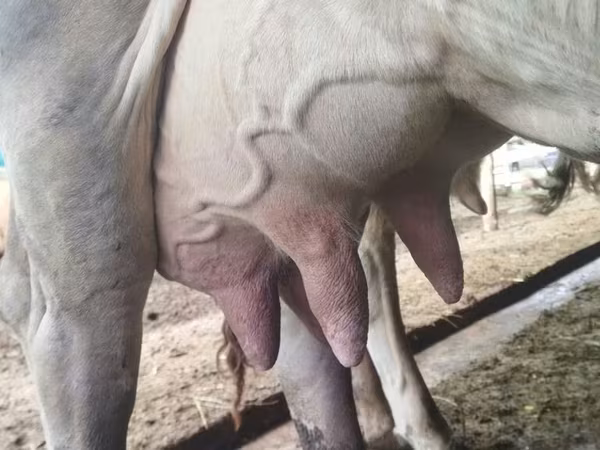 Swiss cattle