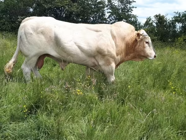 Bull, Blonde d’Aquitane cattle