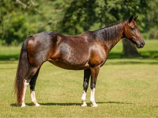 Kobyła, American paint horse