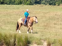 Cavalo, Gypsy horse — foto 8