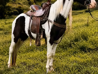 Horse (M), Appaloosa — photo 5