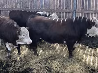 Kuh, Holstein-Rasse — Foto 3