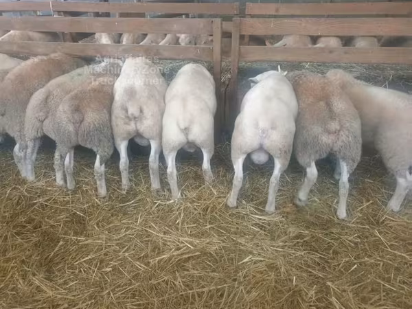 Sheep, Baerchuke sheep