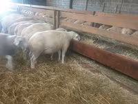 Sheep, Baerchuke sheep — photo 2