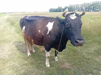 Vaca, Bovinos — foto 1