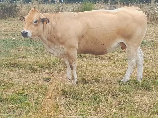 Cow, Partenaise cattle