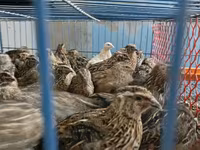 Kral Bıldırcını — foto 3