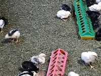 Adler Silver — Foto 4