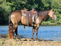 Horse (M), Quarter Horse — photo 6