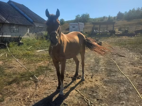 Égua, Cavalos