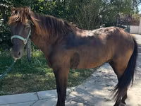 Horse (M), Horses — photo 3