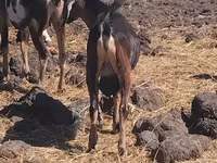 Bode, Cabras — foto 1