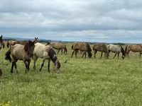 母马, Horse breed — 照片 2
