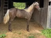 Mare, Rocky Mountain Horse — photo 7