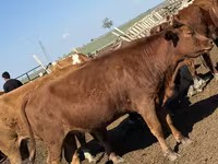 गाय, सफेद सिर वाली यूक्रेनी — फ़ोटो 3