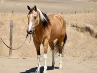 雌馬, Quarter Horse — 写真 4
