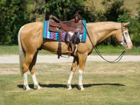 Horse (M), Palomino — photo 4