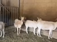 Keçi, Pomellata goat — foto 5