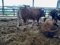 Bull, Partenaise cattle — photo 3