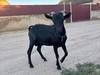 Oğlak, Murcia-Granada goats — foto 1