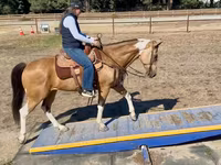 雌馬, Quarter Horse — 写真 6