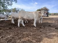 Cow, Charolais cattle — photo 5