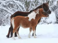 Cheval, American shetland pony — photo 6