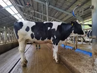 Kuh, Holstein-Rasse — Foto 4