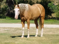 Horse (M), Palomino — photo 7