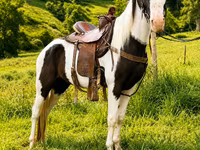 Horse (M), Appaloosa — photo 7