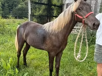 Mare, Rocky Mountain Horse — photo 2