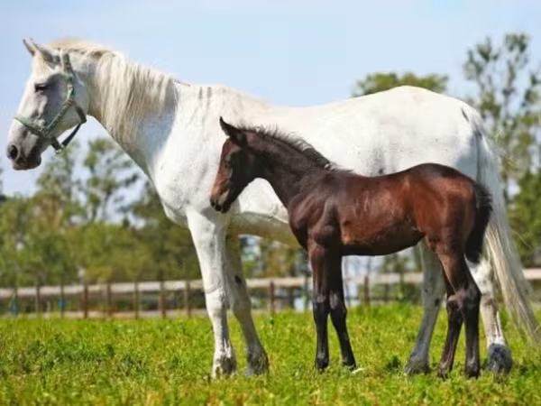 Mare, Orlov Trotter