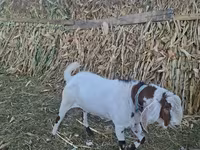 Bode, Nubian Goat — foto 2