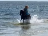 Mare, Quarter Horse — photo 6