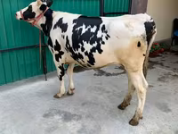 Vache, Race Holstein — photo 3