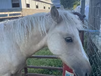 Horse (M), Palomino — photo 5