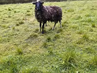 Oveja, Katum sheep — foto 6
