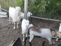 बकरा, LaMancha goats — फ़ोटो 2