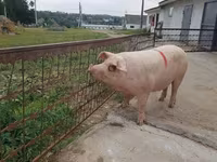 雄豚, 豚 — 写真 4