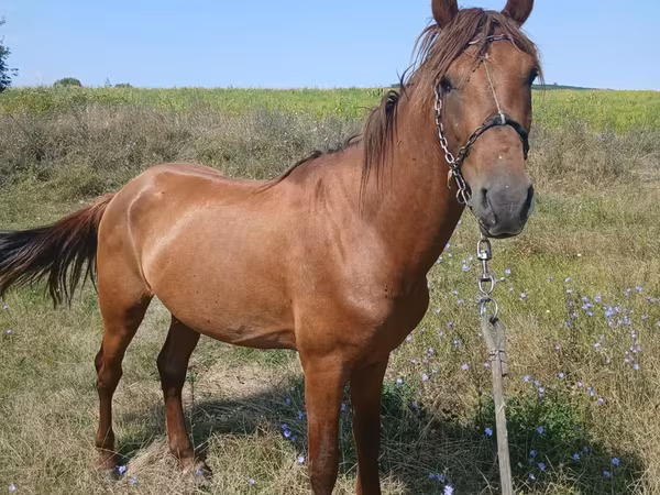 Horse (M), Horses