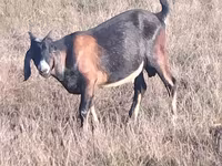 Bode, Nubian Goat — foto 3